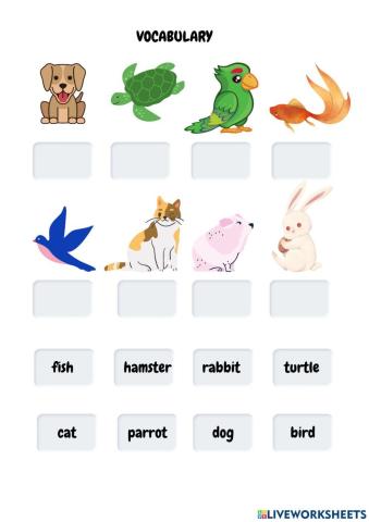 Vocabulary Pets