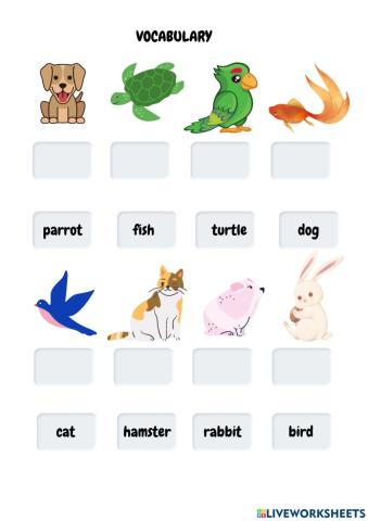 Vocabulary Pets