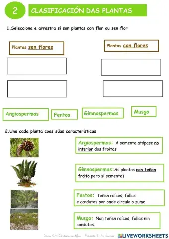 As plantas