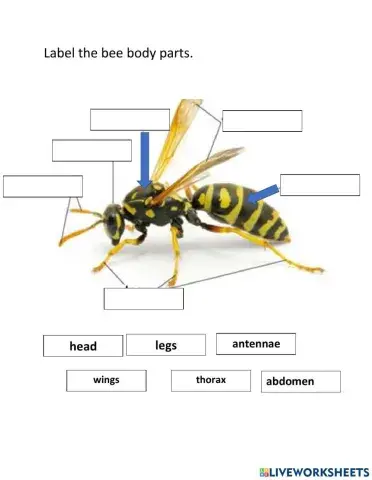 Insects body parts