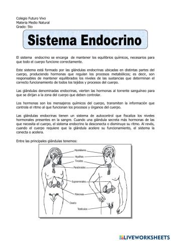 Sistema Endocrino