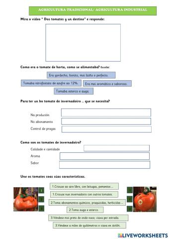 Agricultura tradicional ou agricultura industrial  vídeo tomates                     vídeo Mariana