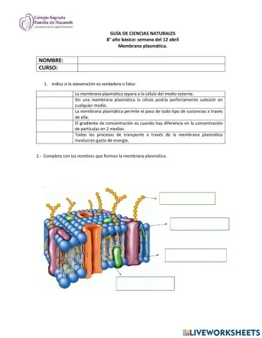 Membrana plasmática