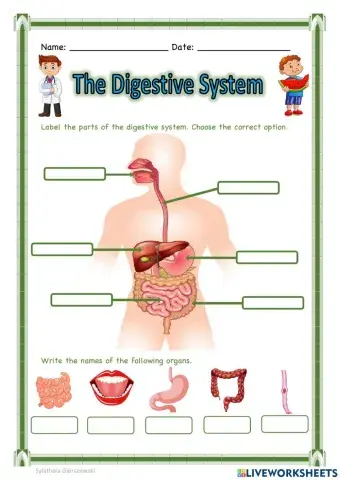 The Digestive System