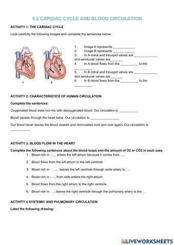 Cardiac cycle and blood loops