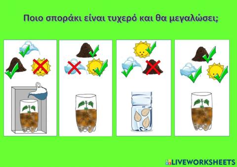 Ποιο σπορακι θα μεγαλωσει-