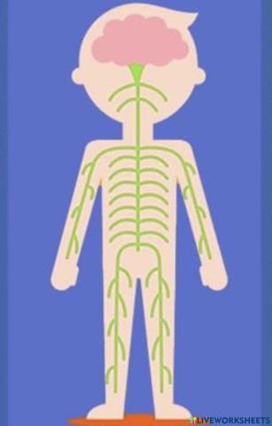 El sistema nervioso