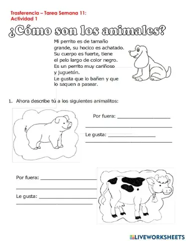 ESPAÑOL-Transferencia Semana 11