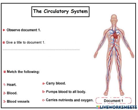 The circulatory system
