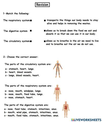Digestive System- Respiratory System- Circulatory System
