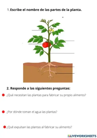 Partes de una planta