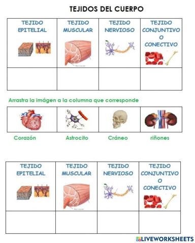 Tejidos del cuerpo