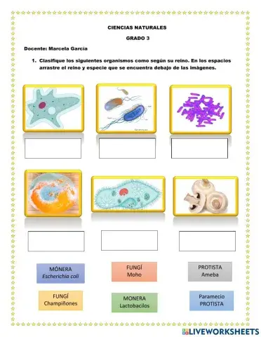 Ejemplos reino mónera, protista y fungí