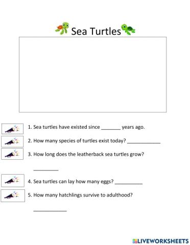 Sea Turtles