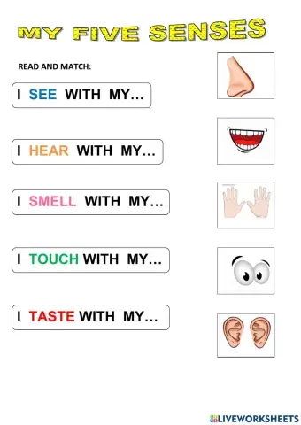 My five senses: read and match