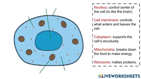 Cell Model