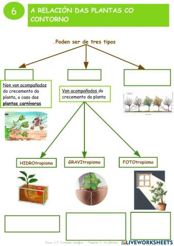 As plantas