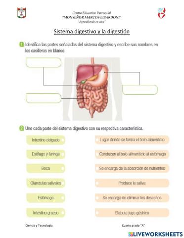 El Sistema digestivo