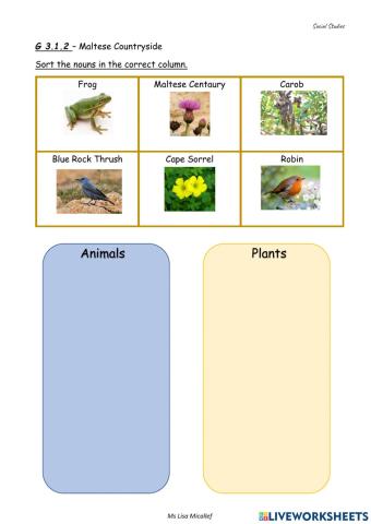 Animals and Plants of the Maltese Islands