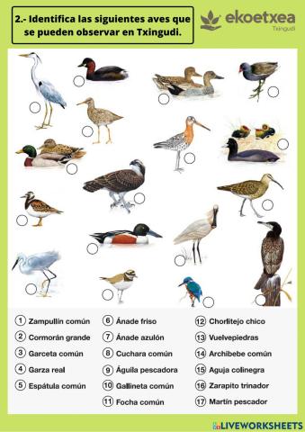 Identificando aves de Txingudi