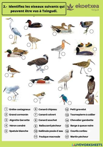 Identifiez les oiseaux suivants qui peuvent être vus à Txingudi