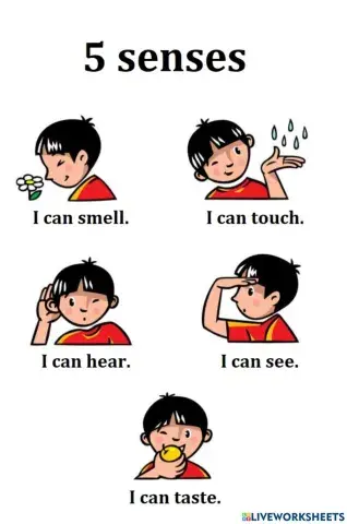 5 senses