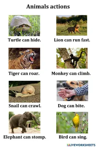 Animals actions