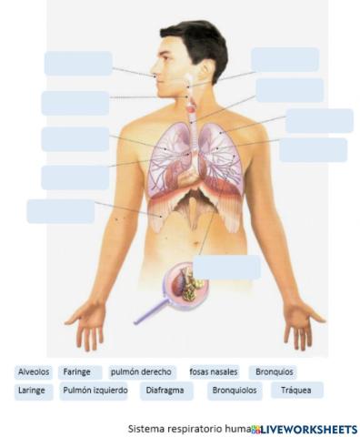 Órganos del sistema respiratorio