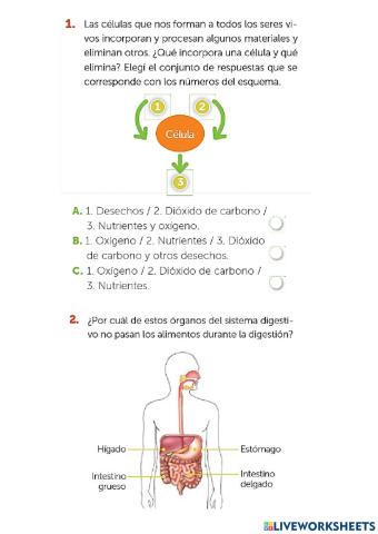 sistema digestivo y circulatorio 6to