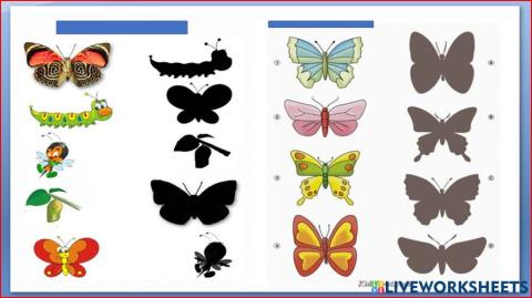 ΠΕΤΑΛΟΥΔΕΣ ΣΚΙΕΣ