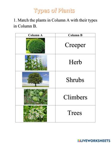 Types of Plants