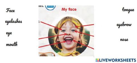 FACE :parts of the face