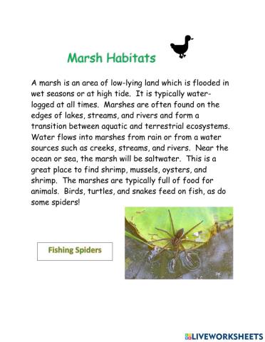 Marsh Habitats