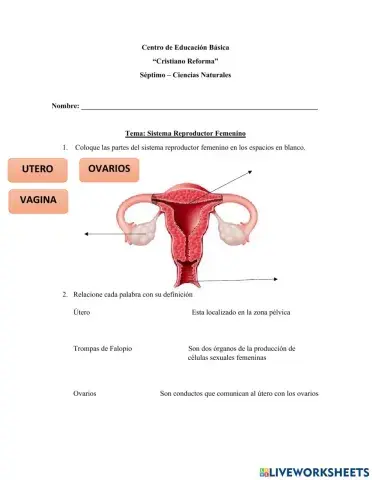 Sistema Reproductor Femenino