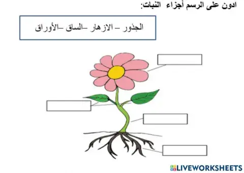 أجزاء الزهرة