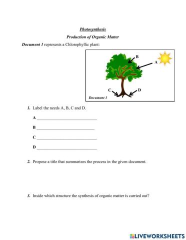 Photsynthesis Quiz