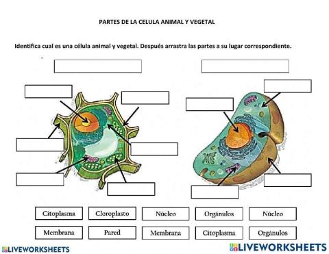 Celula animal y vegetal