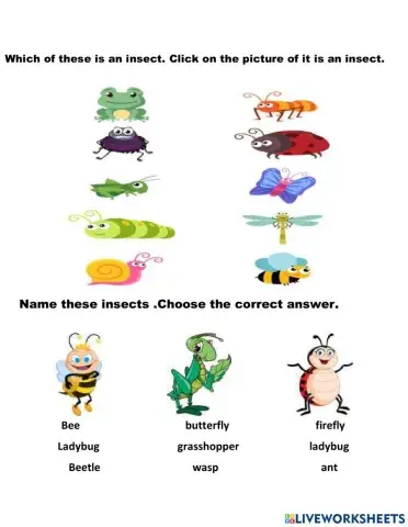 Insects