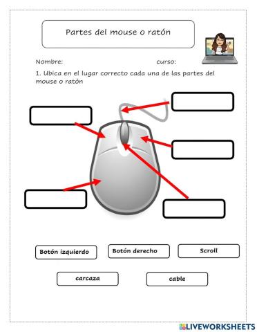 Partes del mouse