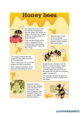 Honey Bees Reading Comprehension