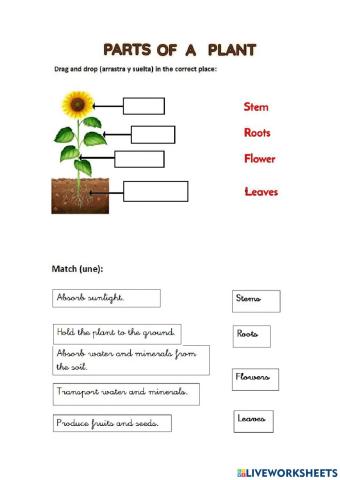 Plant parts and functions