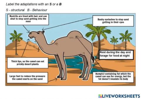 Camel Adaptations