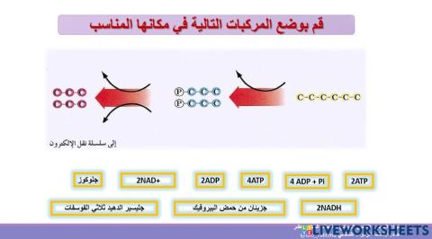 التنفس الهوائي