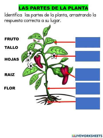 Partes de la planta y su clasificación por tamaño