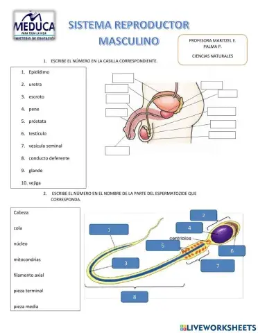 Sistema reprodcutor masculino