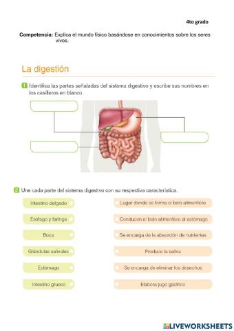 La digestión
