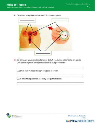 La fecundación, el embarazo y el parto