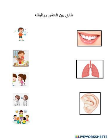 أعضاء الجسم ، أذن ، رئة ، أسنان 2