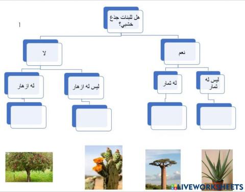 مفتاح التصنيف للنبات
