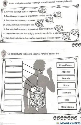 Pasaulio pažinimo 3 testas 2 dalis